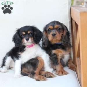 Max, Cavalier King Charles Spaniel Puppy