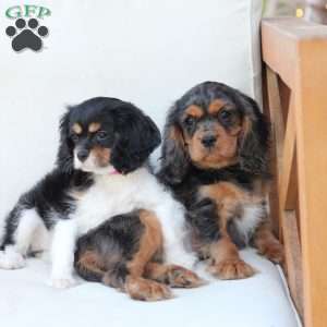 Max, Cavalier King Charles Spaniel Puppy