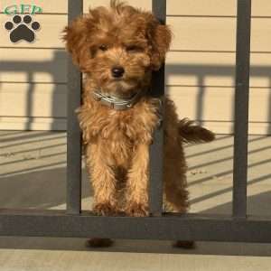 Macy, Mini Bernedoodle Puppy