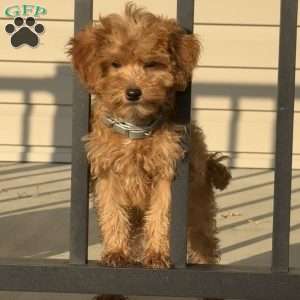 Macy, Mini Bernedoodle Puppy