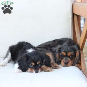 Max, Cavalier King Charles Spaniel Puppy