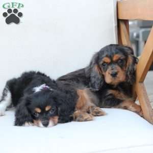 Max, Cavalier King Charles Spaniel Puppy