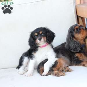 Max, Cavalier King Charles Spaniel Puppy
