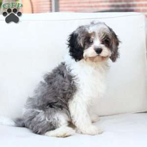 Walter, Cavapoo Puppy