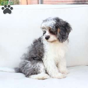 Walter, Cavapoo Puppy