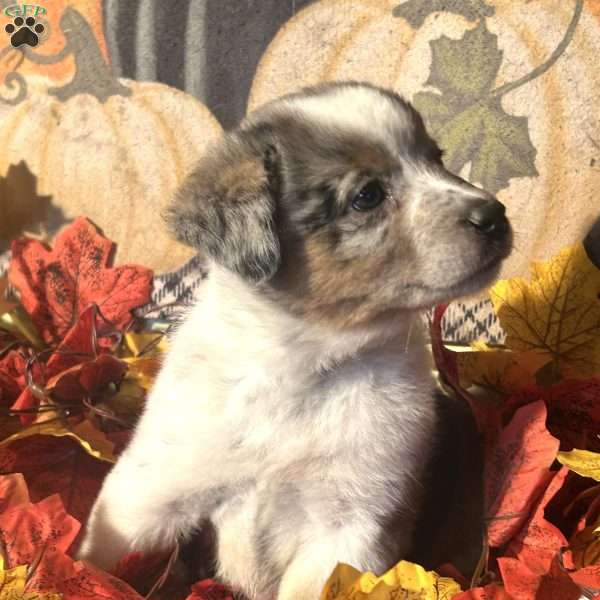 Hazel, Australian Shepherd Mix Puppy