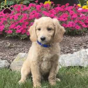 Axel, Mini Goldendoodle Puppy