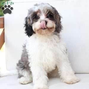 Walter, Cavapoo Puppy