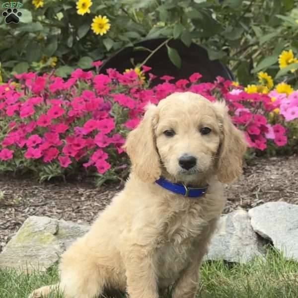 Axel, Mini Goldendoodle Puppy