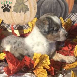 Hazel, Australian Shepherd Mix Puppy