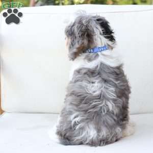 Walter, Cavapoo Puppy