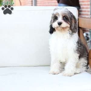 Walter, Cavapoo Puppy