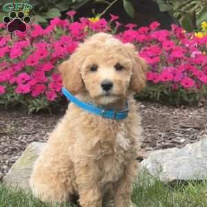 Abby, Mini Goldendoodle Puppy