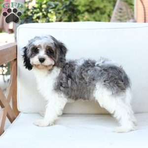 Walter, Cavapoo Puppy