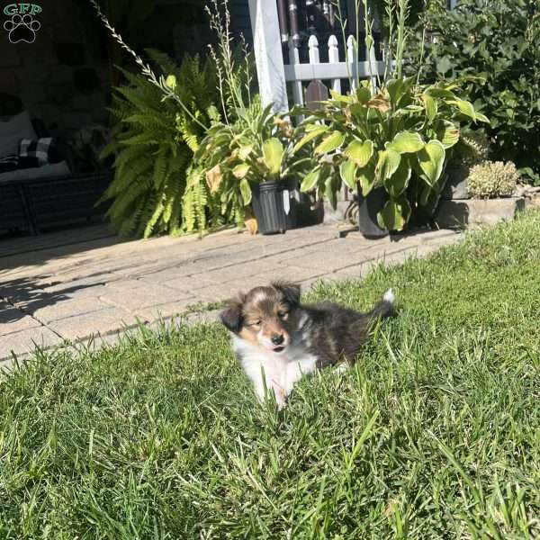 Maxie, Sheltie Puppy
