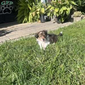 Maxie, Sheltie Puppy