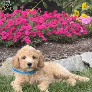 Abby, Mini Goldendoodle Puppy