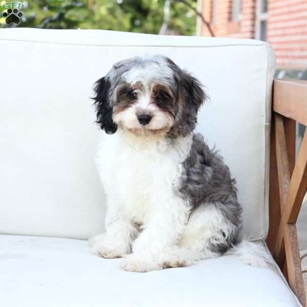Walter, Cavapoo Puppy