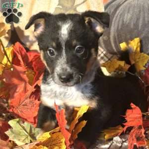 Hunter, Australian Shepherd Mix Puppy