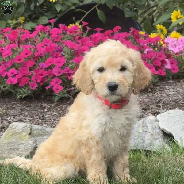 Annie, Mini Goldendoodle Puppy