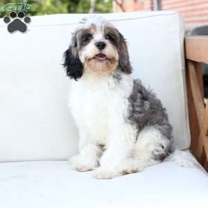 Walter, Cavapoo Puppy