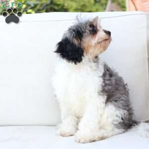 Walter, Cavapoo Puppy