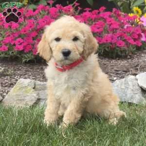 Annie, Mini Goldendoodle Puppy