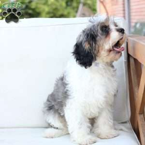 Walter, Cavapoo Puppy