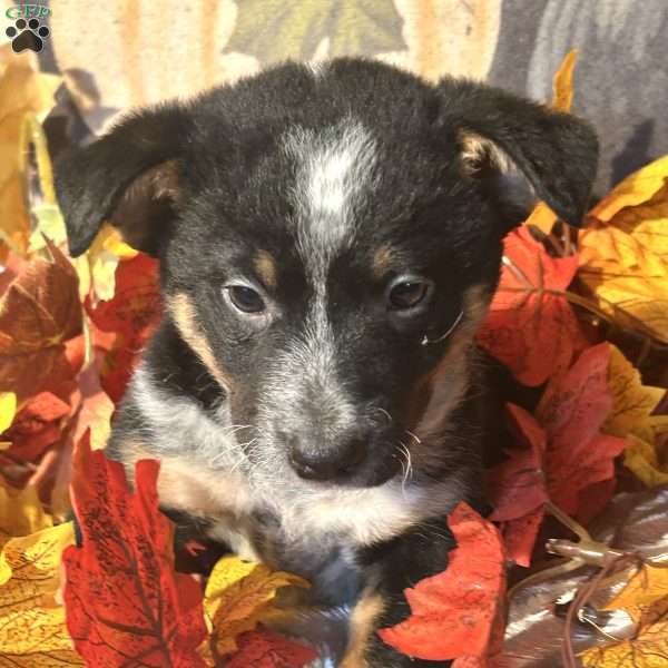 Hunter, Australian Shepherd Mix Puppy