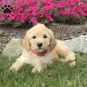Annie, Mini Goldendoodle Puppy