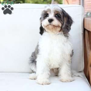 Walter, Cavapoo Puppy