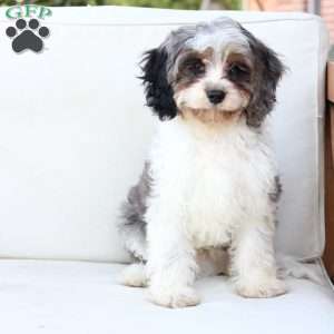 Walter, Cavapoo Puppy
