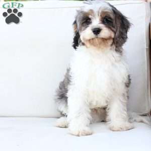 Walter, Cavapoo Puppy