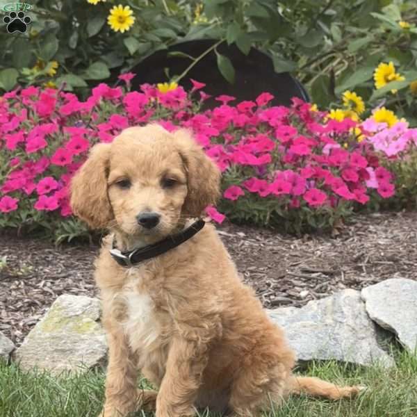 Archie, Mini Goldendoodle Puppy