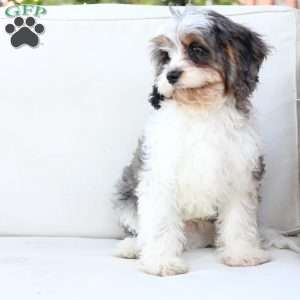 Walter, Cavapoo Puppy