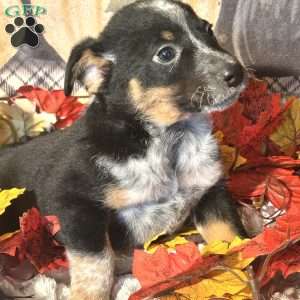 Hunter, Australian Shepherd Mix Puppy