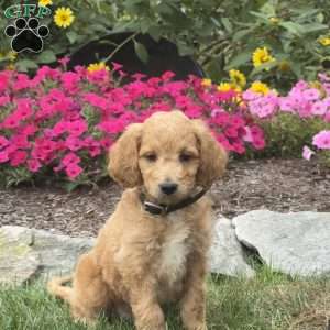 Archie, Mini Goldendoodle Puppy