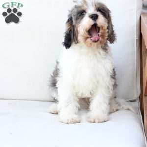 Walter, Cavapoo Puppy
