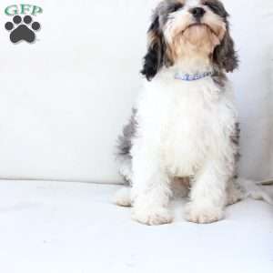 Walter, Cavapoo Puppy