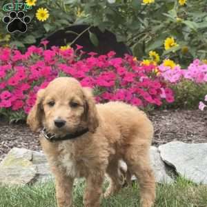 Archie, Mini Goldendoodle Puppy