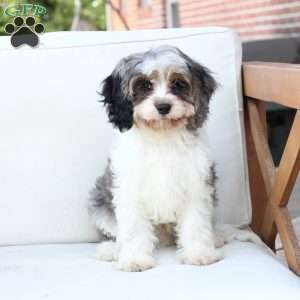 Walter, Cavapoo Puppy