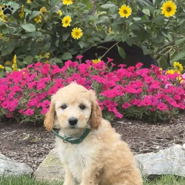 Ally, Mini Goldendoodle Puppy