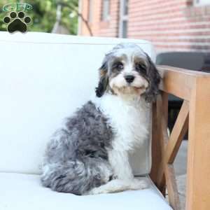 Walter, Cavapoo Puppy