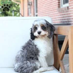 Walter, Cavapoo Puppy