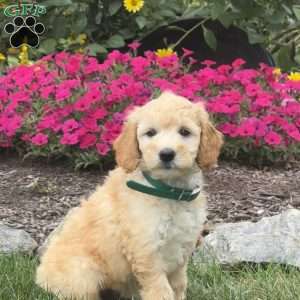 Ally, Mini Goldendoodle Puppy
