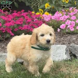 Ally, Mini Goldendoodle Puppy