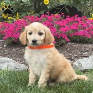 Andy, Mini Goldendoodle Puppy