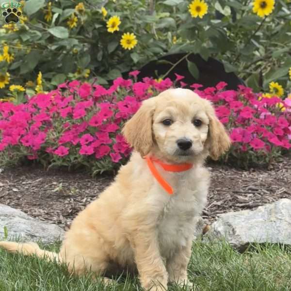 Andy, Mini Goldendoodle Puppy