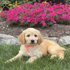 Andy, Mini Goldendoodle Puppy