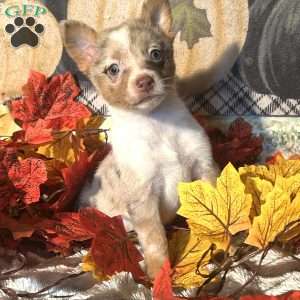 Honey, Australian Shepherd Mix Puppy